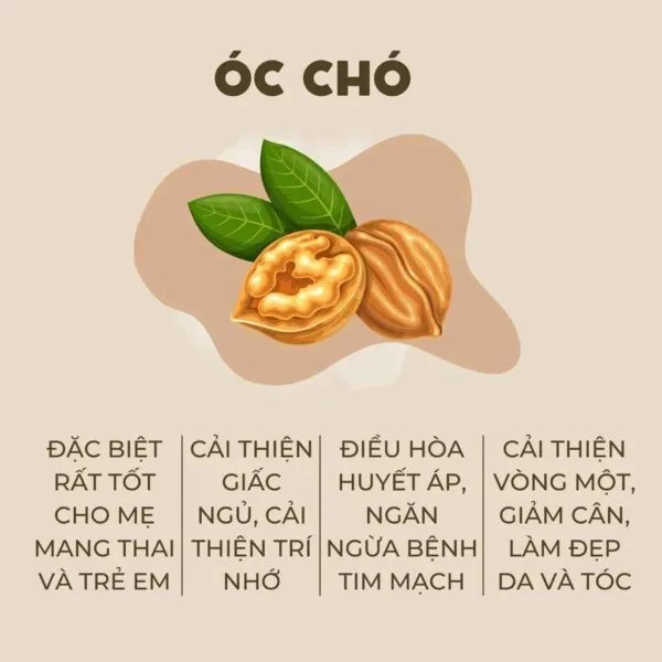 Hạt óc chó có tốt không? Lợi ích sức khỏe và cách sử dụng hiệu quả Công dụng của hạt óc chó