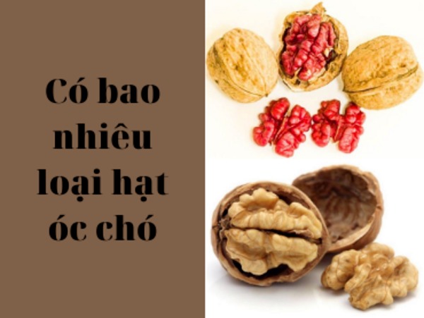 Có bao nhiêu lại hạt óc chó